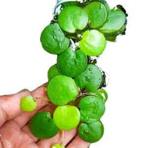kebutuhan ikan Frogbit Amazon