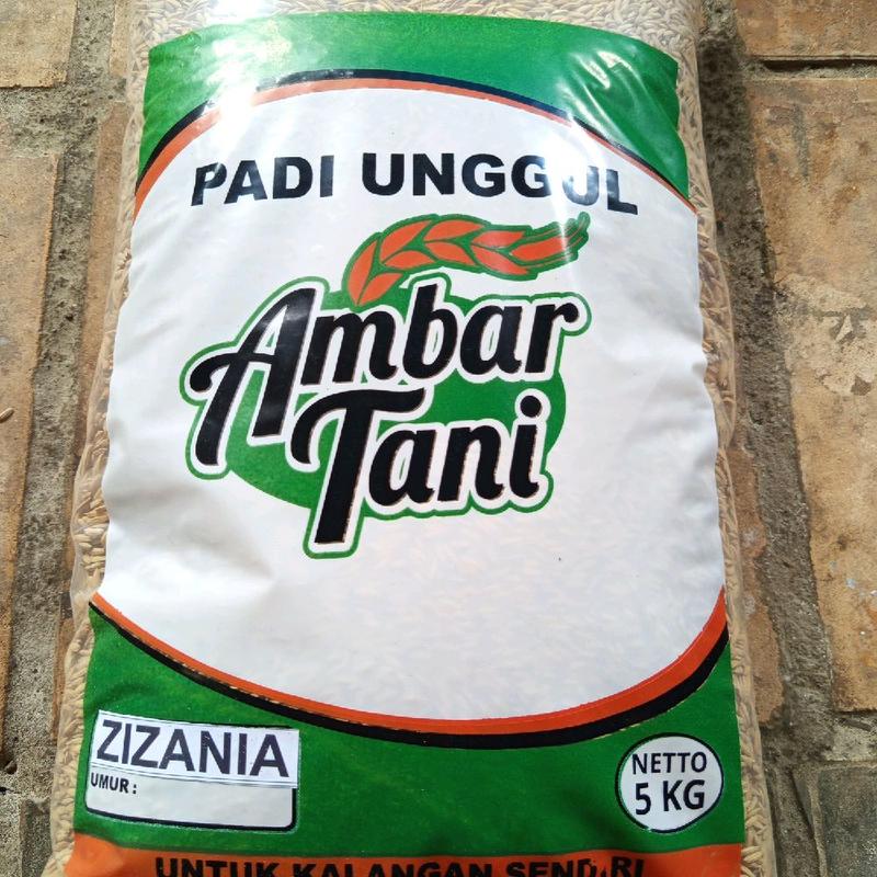 PADI DAN BENIH BENIH PADI ZIZANIA PREMIUM 5kg original produk 7