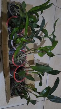 Product Review of RIEKE ARTIFICIAL PLANT ANGREK CATTY 6 PCS - KUALITAS TERJAMIN ESTETIK from V**O 1