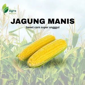 1000 biji benih jagung manis madu F1 agro Mulya