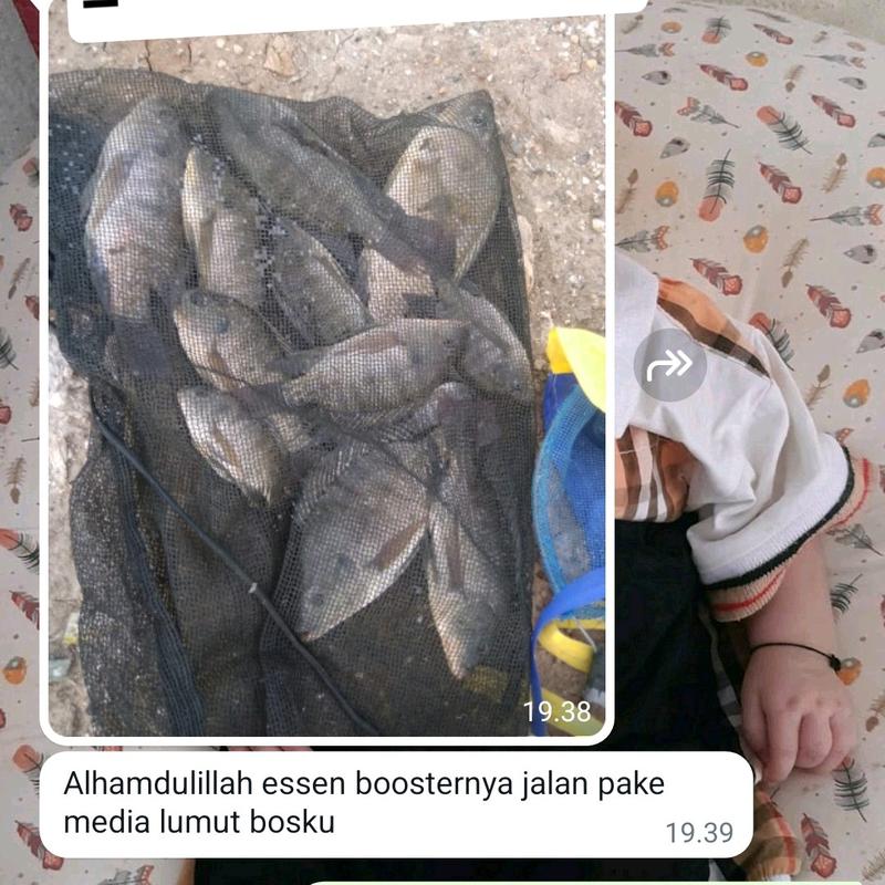Booster Borneo / Pengumpul Ikan 7