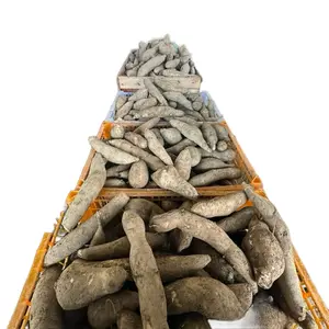 1kg Ubi Yakon kecil Asli Tanaman dari Peru isi 8 sampai 10 Buahaman untuk luar jawa