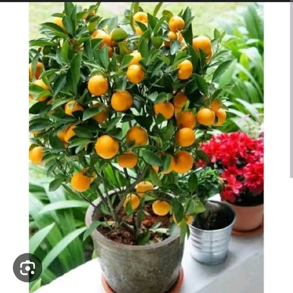 jeruk kasturi jeruk peras untuk minuman/es jeruk