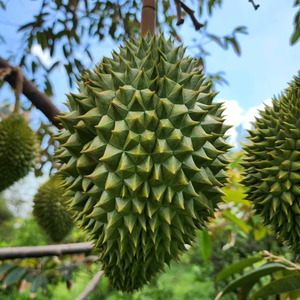 Thăng Hoa Nông Nghiệp