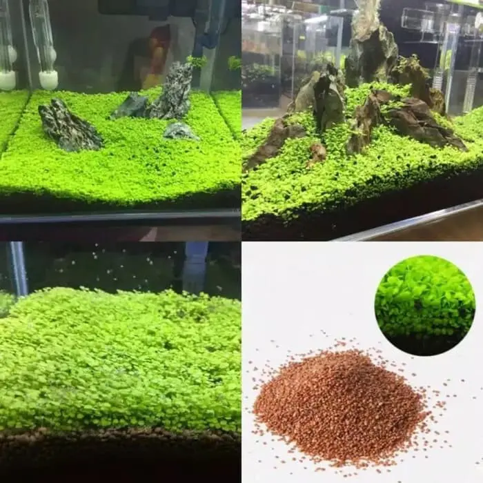 Benih Tanaman Air Big Leaf Grass Unggulan dan Termurah 0