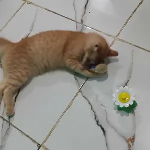 Mainan Kucing Kupu-Kupu Elektrik  / Mainan Edukasi Kucing / Mainan Interaktif Kucing / Toy Cat Toy Kupu-Kupu Elektrik