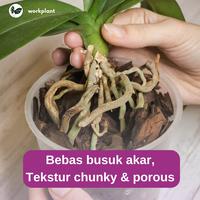 Gambar Workplant - Orchid Soil Mix Media Tanam Anggrek Premium Porous Anti Busuk Akar Untuk Semua Jenis Tanaman Hias Anggrek - 3 Liter dari workplant official Kota Surabaya 4 Tokopedia