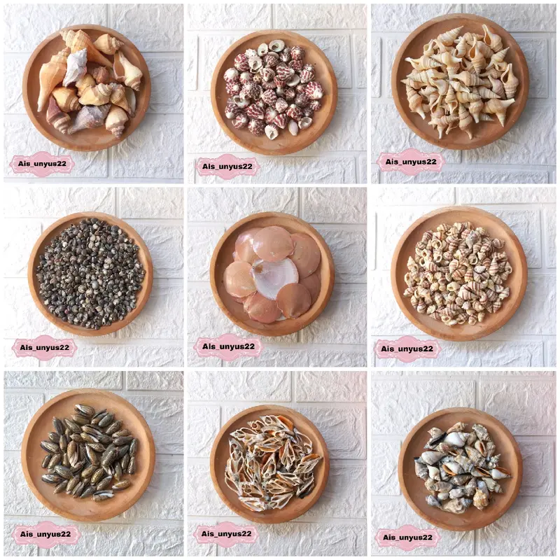 Bahan cangkang Kerang / Bahan prakarya / Bahan untuk kerajinan tangan 1