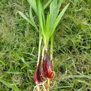 Bibit bawang dayak siap tanam isi 4 bibit