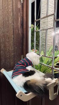 Product Review of Tempat tidur kucing gantung,tempat tidur gantung,anjing kucing,tempat tidur kucing kayu solid from ** 0
