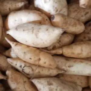 Ubi Boled Manohara Putih Bentuk Imut Bulet Cocok Untuk Digoreng Dengan Tepung Ukuran Random Populer