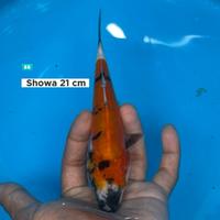 Gambar ikan koi Blitar / cemani farm / Showa 003 dari cemani farm koi Kota Administrasi Jakarta Selatan 1 Tokopedia