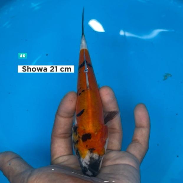 Gambar ikan koi Blitar / cemani farm / Showa 003 dari cemani farm koi Kota Administrasi Jakarta Selatan Tokopedia