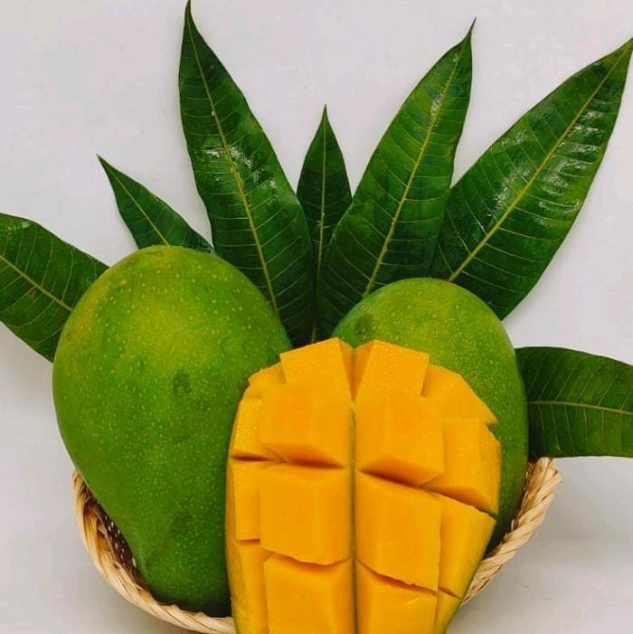 BENIH MANGGA MANALAGI ( bibit mangga manalagi ) 0