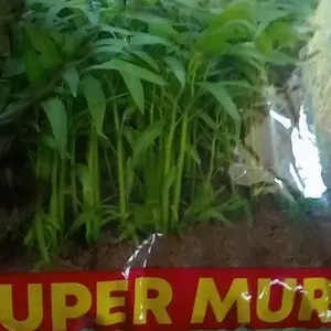 Terlaris Benih Kangkung 1 Kg SUPER MURAH Cap Permata Baru bibit Sayuran Tanaman Unggul