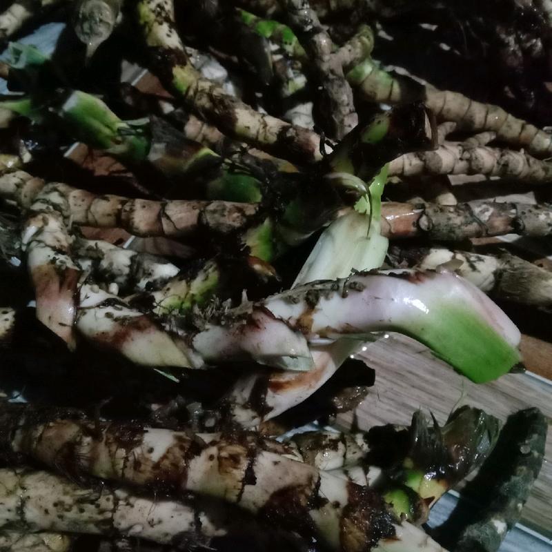 dlingo segar 100 gr,jeringau,dlingu 3