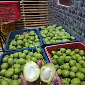 Mangga muda berbagai varian asem segar