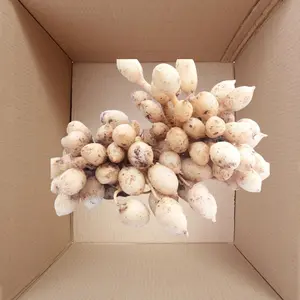 kardus packing untuk kunyit gombyok 1 kg