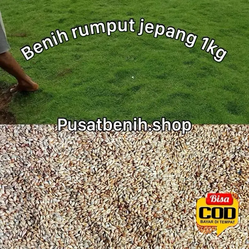 ￼1KG/benih rumput swis/rumput jepang