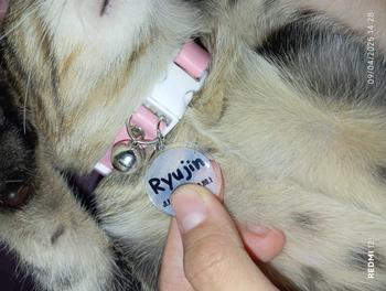Product Review of Kalung Kucing Bahan Kulit Bisa Costum Nama from c**y 2