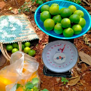 Jeruk nipis segar 1kg petik dari kebun