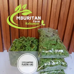 Benih Pakan Alternatif Azola Untuk Pakan Ikan Unggas Kelinci