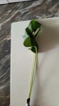 Product Review of Tanaman Hias Anthurium Bunga Merah-tanaman hijau palsu from t**a 1