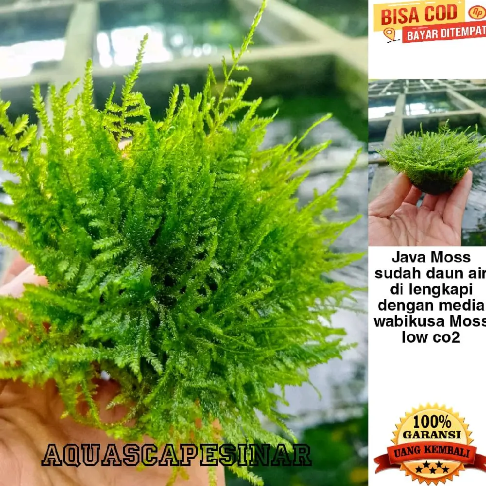 java moss sudah daun air lengkap dengan media wabikusa tanaman aquascape/akuarium sesuai gambar
