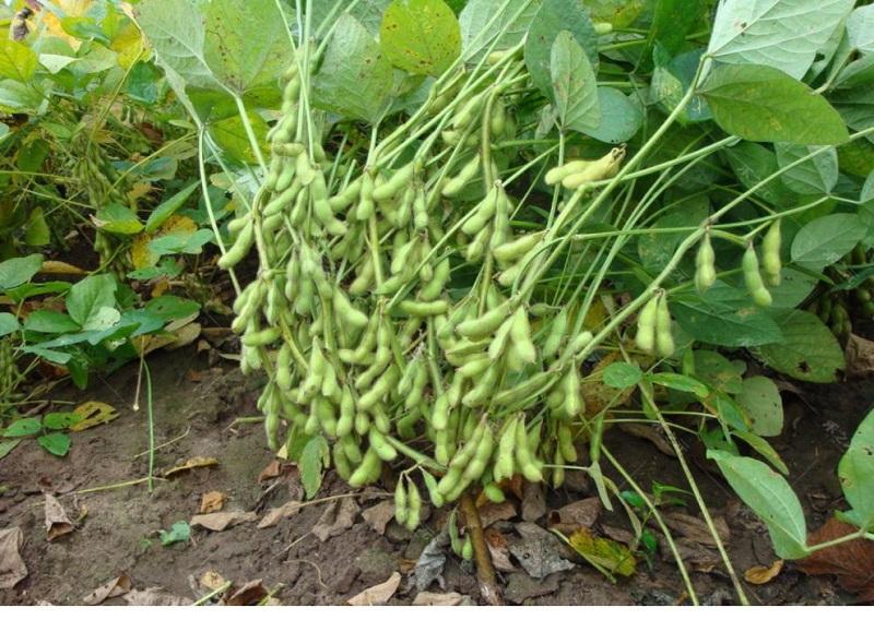 Product Introduction of [High Germination] Edamame Seed Vegetable Seeds for Planting (50 Seeds/Pack) High Yield Vegetable Seed Organic Vegetables Seeds for Gardening Bonsai Plant Seeds Fresh Vegetables Growing Seeds Easy To Grow Singapore Potted Live Plants Microgreens Seeds 3