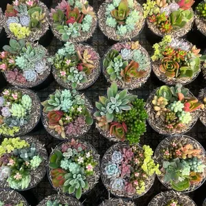 Sukulen Mix Warna warni / Sukulen Gado Gado Murah