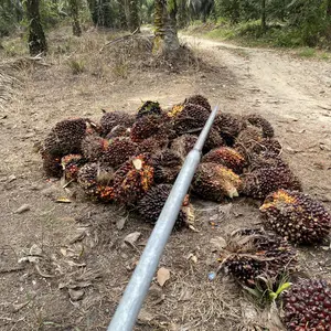 TOJOK GALVANIS SUPER TEBAL 3mm