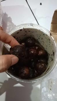 Product Review of Black Garlic Tunggal Manika 250g Bawang Hitam Lanang Kualitas Pilihan from S**a 0