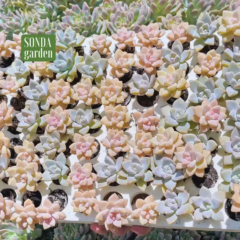 Sen đá pink gem mini 40 cây tặng kèm 1kg đất và 20 lá mầm sen đá khác loại SONDA garden 7