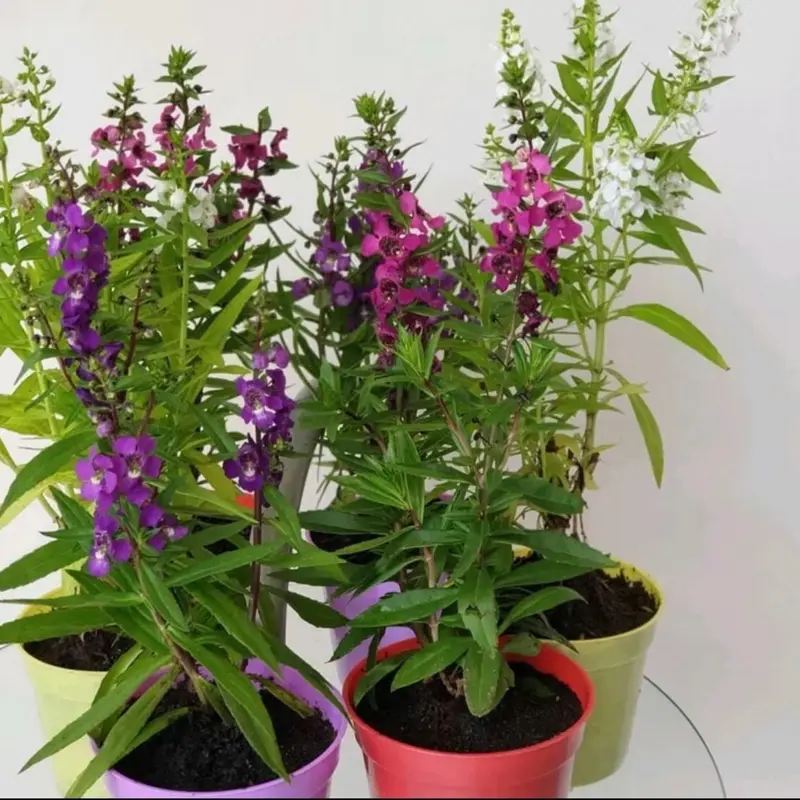 Bunga Lavender Pengusir Nyamuk Artificial - Tanaman Indoor Siap kirim