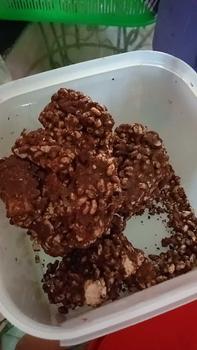 Product Review of RIJEK PATAHAN ASTOR 500GRAM  / 250GR CHOCOLATE SNACK COKELAT FOOD from Y**i t**a 0