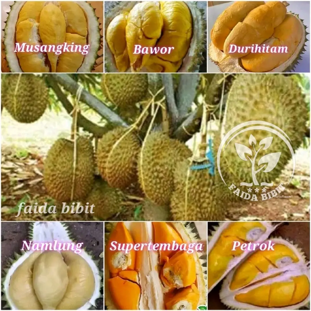 benih bibit durian macam" jenis