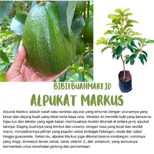 Bibit Alpukat Markus Hasil Okulasi Batang Besar Siap Berbuah Bahan Bonsai Tabulampot 100% Valid