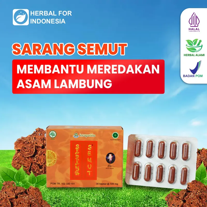 SARANG SEMUT - HERBAL TUMOR KANKER WASIR MAAG PROSTAT 10 KAPSUL 0