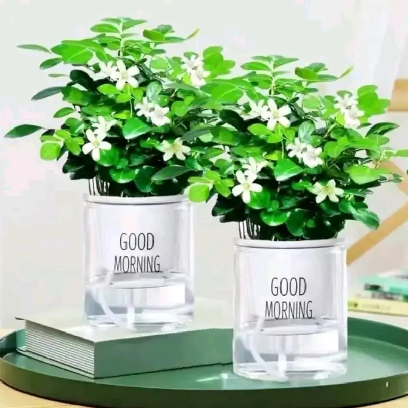 Kemuning Pot Tanaman Bunga Wangi Untuk Dalam Ruangan Kantor Balkon Dan Meja Ornamen Tanaman Hijau Palsu 3