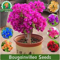 Gambar 70 Biji/paket Benih Bougainvillea Langka Campuran Warna Untuk Menanam Bunga Tanaman Hias Dalam Ruangan Berkebun, Bibit Bonsai, Menanam Bunga, Dekorasi Taman Luar Ruangan Bougainvillea Seeds - 2 Paket  dari Benih Pilihan Alam Kota Administrasi Jakarta Pusat 2 Tokopedia