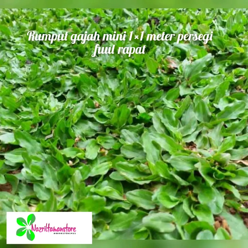 Rumput gajah mini 1 meter persegi Tanaman Alami