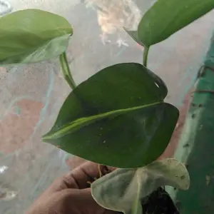 COD Tanaman media air - Sirih gading brazil - sirih brazil hidup di media air alami Dinding