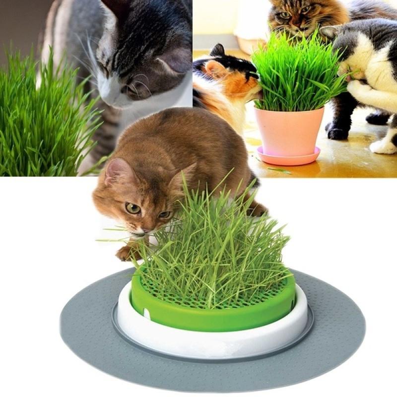Product Introduction of [High Germination] 100% Natural Organic Cat Grass Seeds for Planting (50 Seeds Per Pack) Vegetable Seeds Hydroponics Plants Wheat Grass Seed Healthy Food for Cats Cat Snacks Potted Live Plants for Sale Real Plants Flower Seeds Easy To Grow Singapore 5