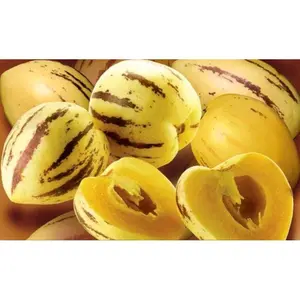 (25 BUTIR BENIH) PEPINO KUNING