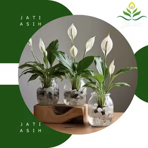 Tanaman bisa hidup di air - Spathipyllum Peace Lily Tumbuhan Hidup Daun