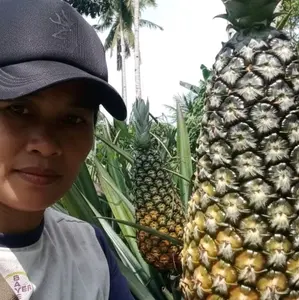 bibit nanas madu jumbo sudah berakar siap tanam bisa tanam dalam Pot