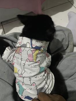 Product Review of POMAPOO - Kemeja Kucing dan Kemeja Anjing Cute Cat Shirt from I**e 1