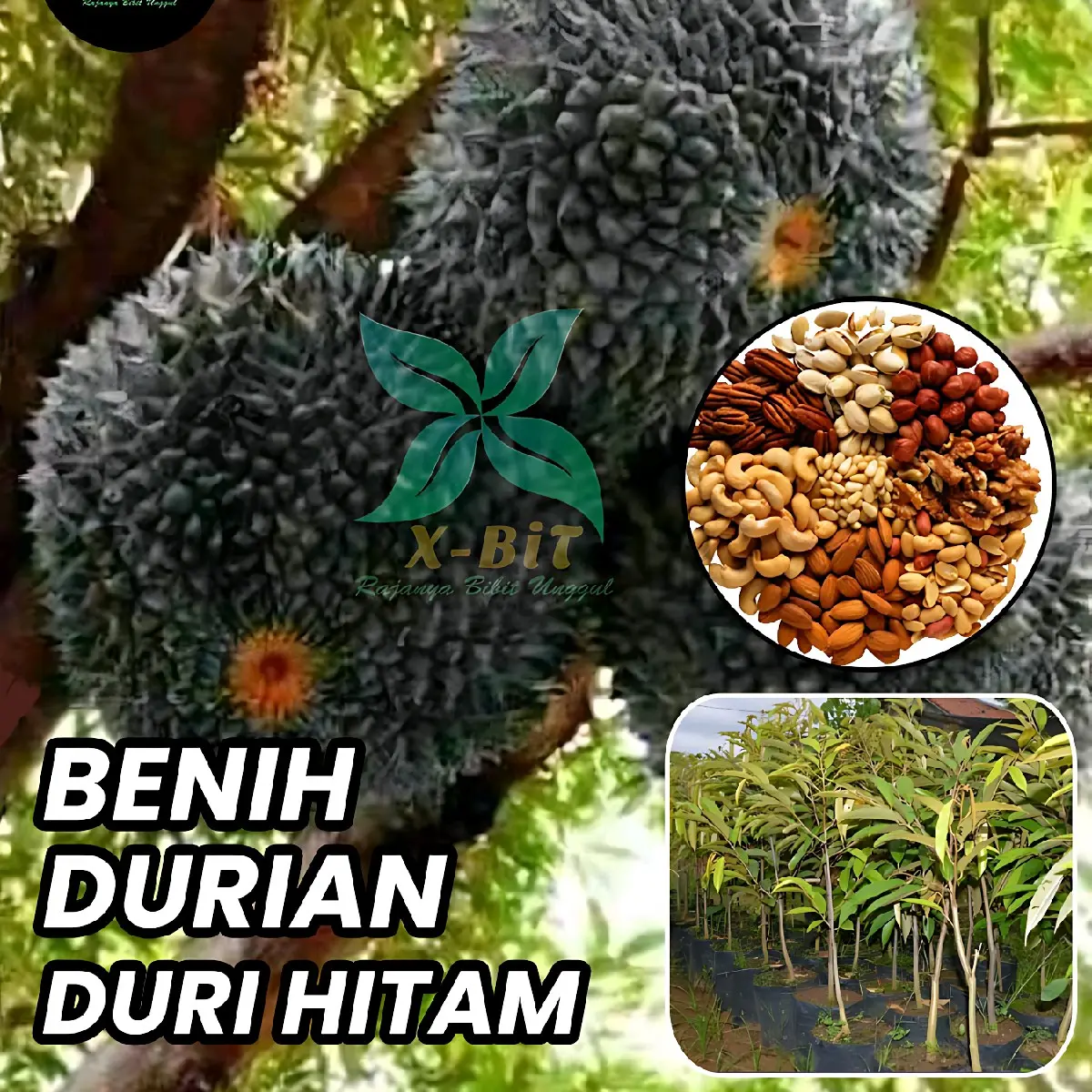 BENIH DURIAN DURI HITAM (BBT Siap Tanam dan Cepat Panen) pupuk durian blackthorn artificial