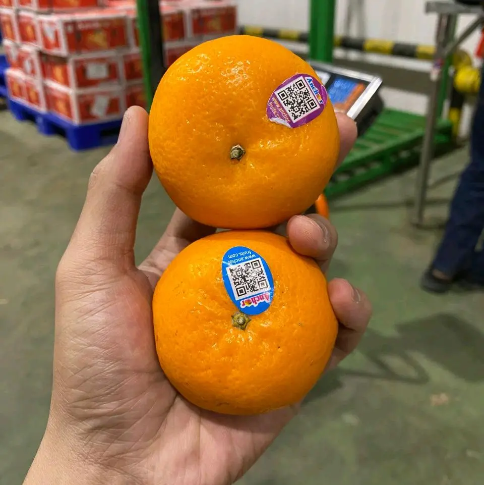 Jeruk Kinow 1Kg - Buah Segar Kualitas Terbaik - Zuriat, Frozen