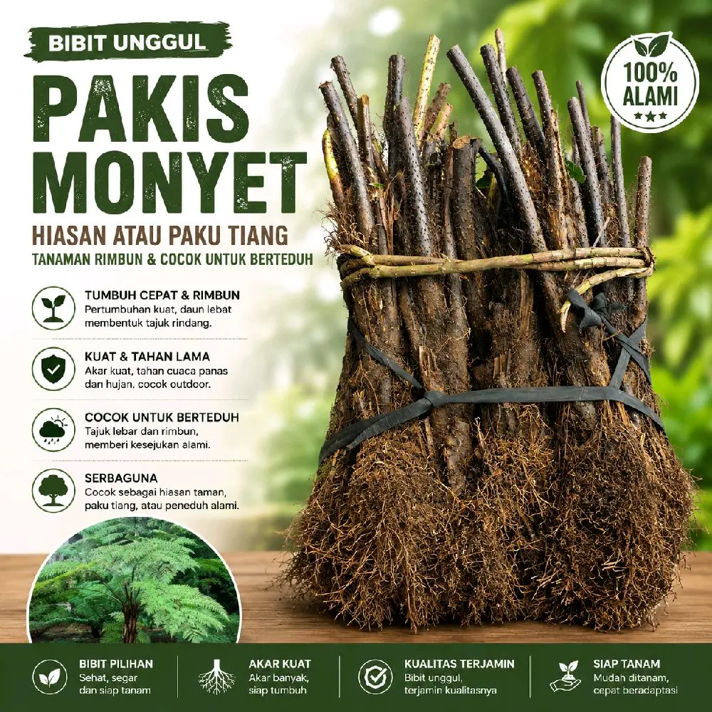 Bibit Pakis Monyet Hiasan atau Paku Tiang Tanaman Rimbun & Cocok untuk Berteduh 100% Alami